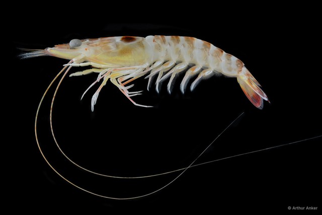 Penaeus sp. "14" • © Arthur Anker • All Rights Reserved