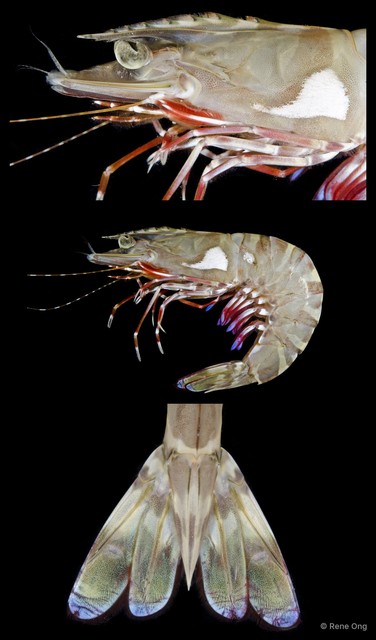 Penaeus sp. "2" • © Rene Ong • All Rights Reserved