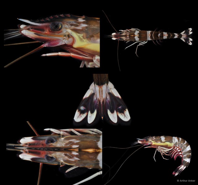 Penaeus sp. "8" • © Arthur Anker • All Rights Reserved