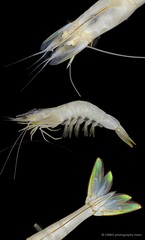 Penaeus merguiensis • © CMBS photography team • All Rights Reserved
