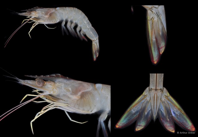 Penaeus merguiensis
