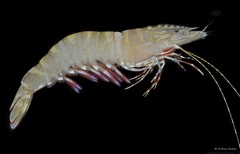 Penaeus semisulcatus • © Arthur Anker • All Rights Reserved