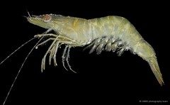 Penaeus semisulcatus • © CMBS photography team • All Rights Reserved