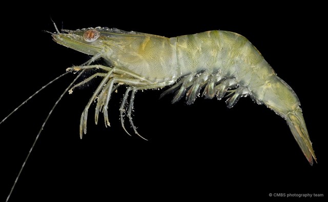 Penaeus semisulcatus • © CMBS photography team • All Rights Reserved