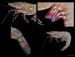 Penaeus semisulcatus • © Arthur Anker • All Rights Reserved