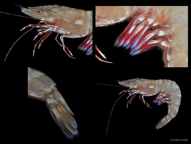 Penaeus semisulcatus