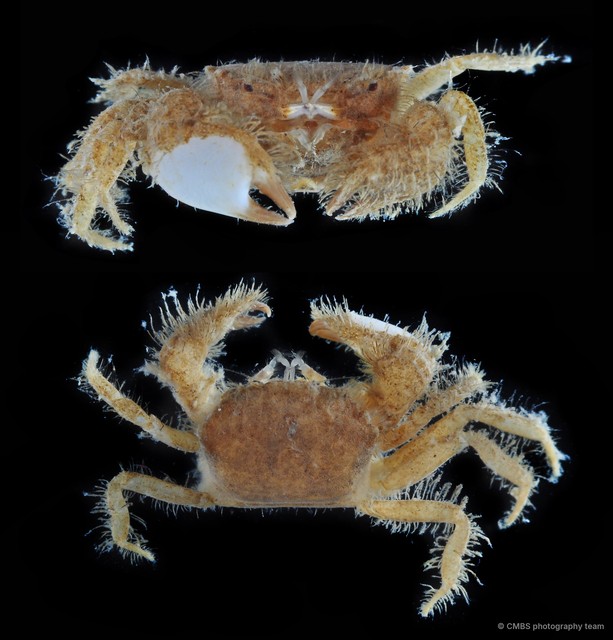 Pilumnidae sp. "1" • © CMBS photography team • All Rights Reserved