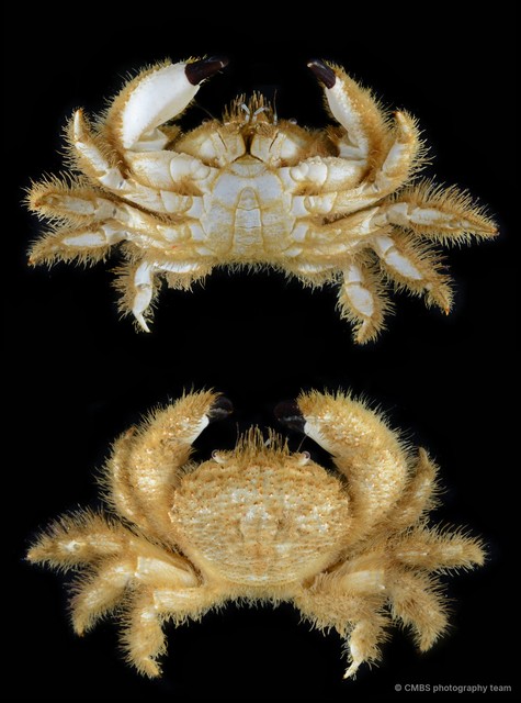 Pilumnidae sp. "10" • © CMBS photography team • All Rights Reserved