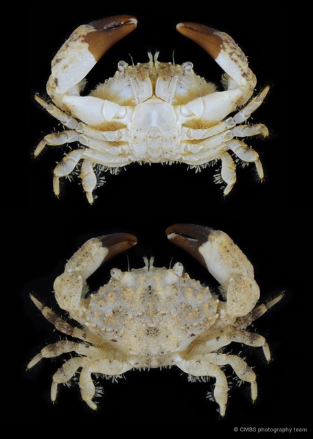 Pilumnidae sp. "11" • © CMBS photography team • All Rights Reserved