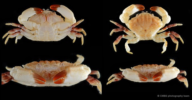 Pilumnidae sp. "12" • © CMBS photography team • All Rights Reserved