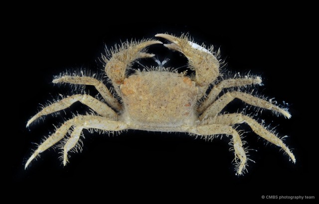 Pilumnidae sp. "2" • © CMBS photography team • All Rights Reserved
