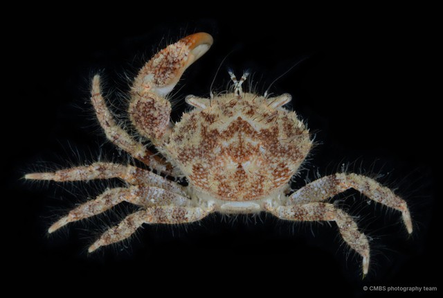 Pilumnidae sp. "3" • © CMBS photography team • All Rights Reserved