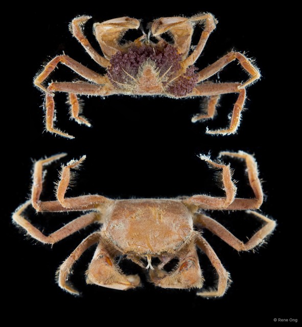 Pilumnidae sp. "4" • © Rene Ong • All Rights Reserved