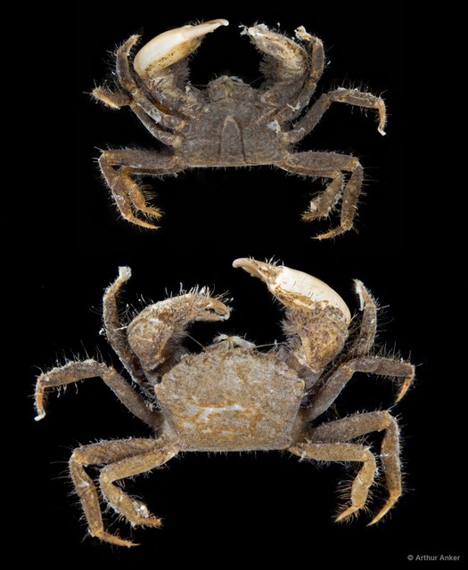 Pilumnidae sp. "5" • © Arthur Anker • All Rights Reserved