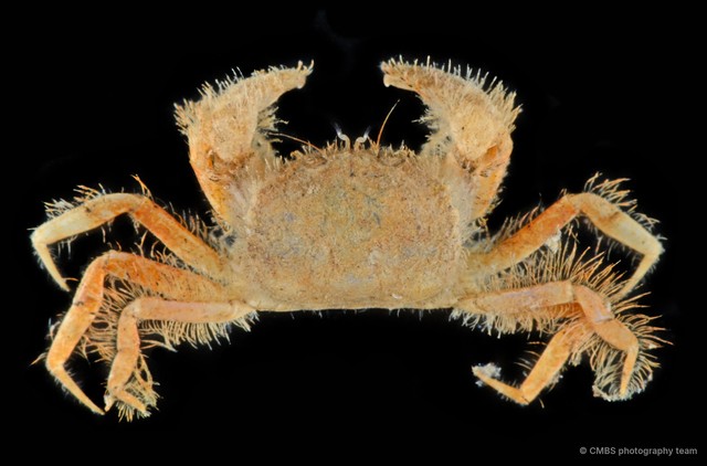 Rhizopinae sp. "5f403315" • © CMBS photography team • All Rights Reserved