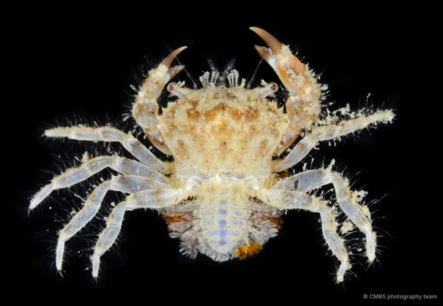 Pilumnidae sp. "8" • © CMBS photography team • All Rights Reserved