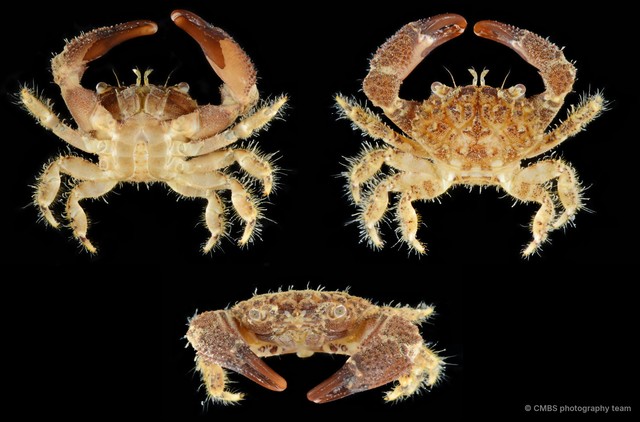 Pilumnidae sp. "9" • © CMBS photography team • All Rights Reserved