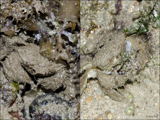 Pilumnidae sp. "bfe8d4e0" • © Rene Ong • All Rights Reserved