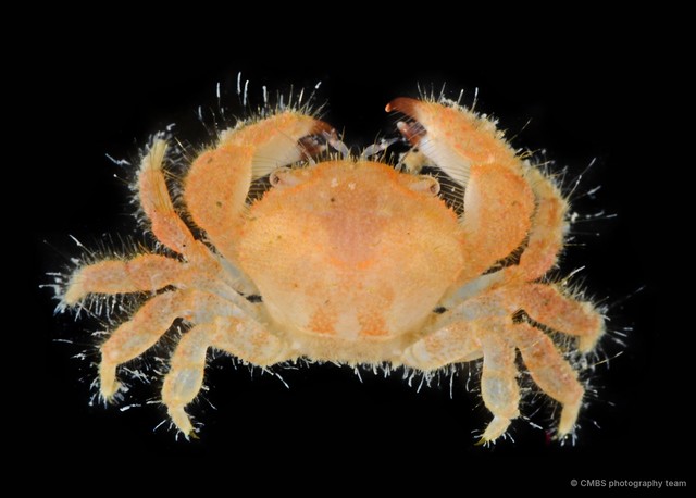 Actumnus sp. "cf. squamosus 1" • © CMBS photography team • All Rights Reserved