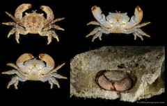 Actumnus sp. "cf. squamosus 2" • © CMBS photography team • All Rights Reserved