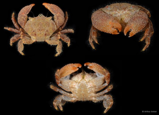 Actumnus sp. "cf. squamosus 2"