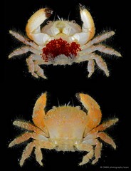 Actumnus elegans