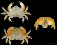 Actumnus elegans • © CMBS photography team • All Rights Reserved