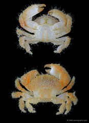 Actumnus elegans • © CMBS photography team • All Rights Reserved