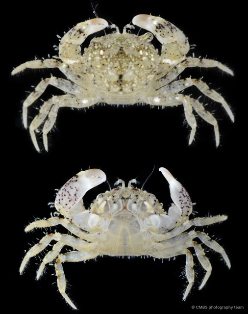 Benthopanope sp. "cf. eucratoides" • © CMBS photography team • All Rights Reserved