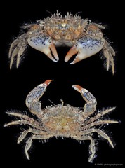Benthopanope eucratoides (Stimpson, 1858)