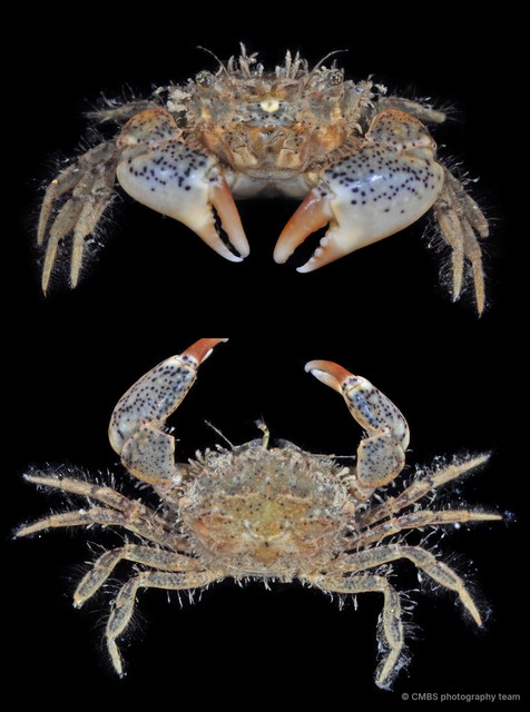 Benthopanope eucratoides • © CMBS photography team • All Rights Reserved