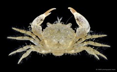 Benthopanope eucratoides • © CMBS photography team • All Rights Reserved
