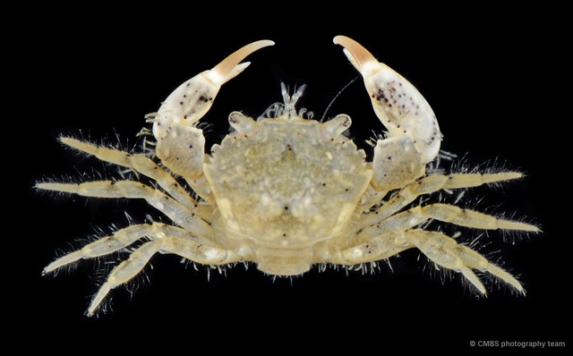Benthopanope eucratoides