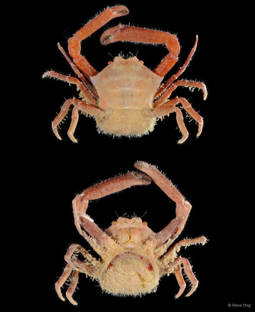 Ceratocarcinus sp. "1" • © Rene Ong • All Rights Reserved