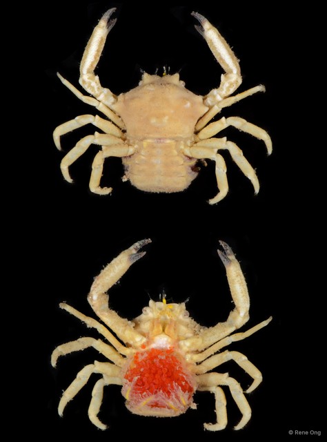 Ceratocarcinus sp. "2" • © Rene Ong • All Rights Reserved