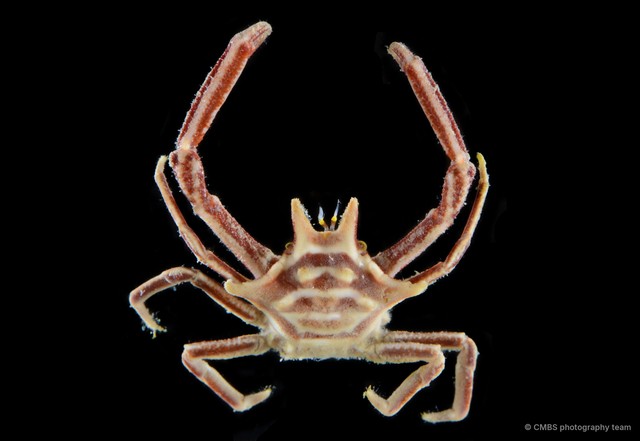 Ceratocarcinus longimanus • © CMBS photography team • All Rights Reserved