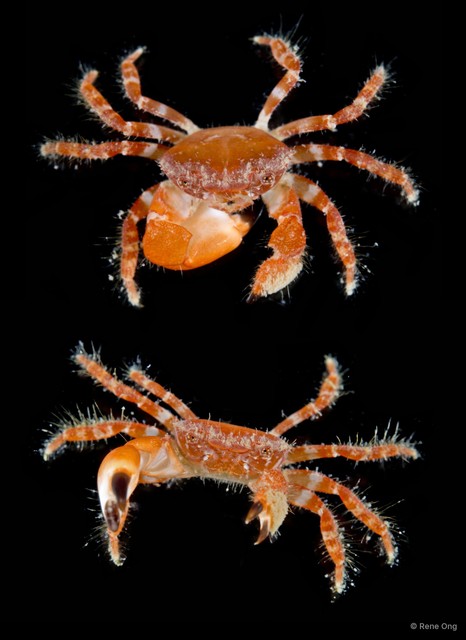 Glabropilumnus sp. "1" • © Rene Ong • All Rights Reserved