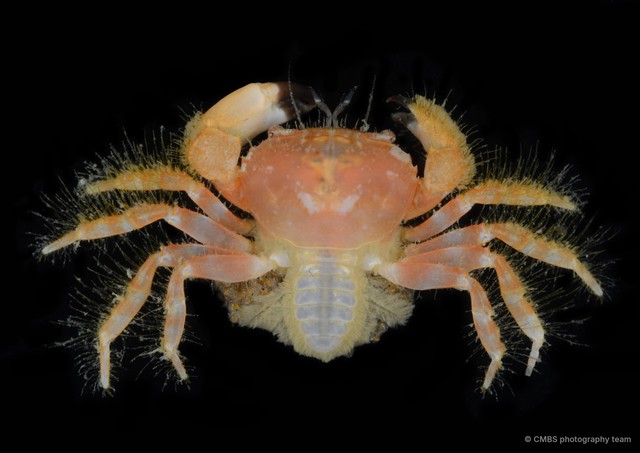 Glabropilumnus sp. "2" • © CMBS photography team • All Rights Reserved