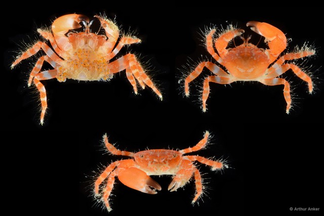 Glabropilumnus sp. "3" • © Arthur Anker • All Rights Reserved