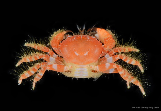 Glabropilumnus levimanus • © CMBS photography team • All Rights Reserved
