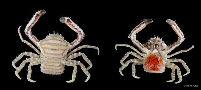 Harrovia sp. "1" • © Rene Ong • All Rights Reserved
