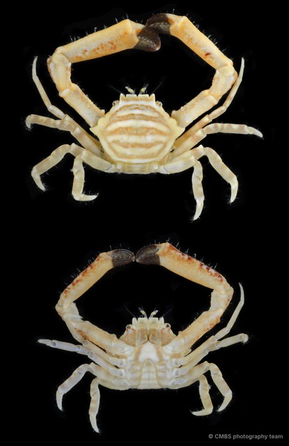 Harrovia sp. "2" • © CMBS photography team • All Rights Reserved
