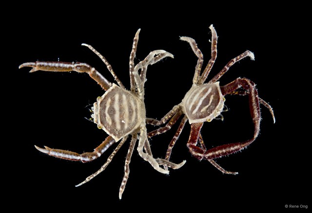 Harrovia sp. "3" • © Rene Ong • All Rights Reserved