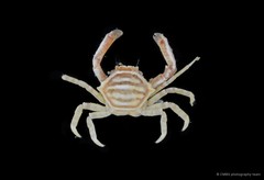 Harrovia albolineata • © CMBS photography team • All Rights Reserved
