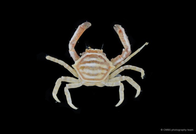 Harrovia albolineata • © CMBS photography team • All Rights Reserved