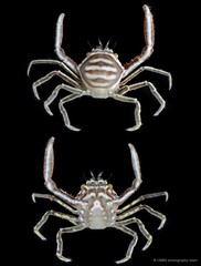 Harrovia albolineata • © CMBS photography team • All Rights Reserved