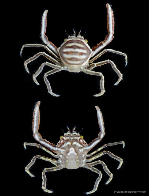Harrovia albolineata