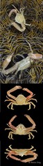 Harrovia longipes • © Rene Ong • All Rights Reserved