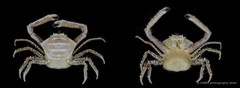 Harrovia longipes • © CMBS photography team • All Rights Reserved