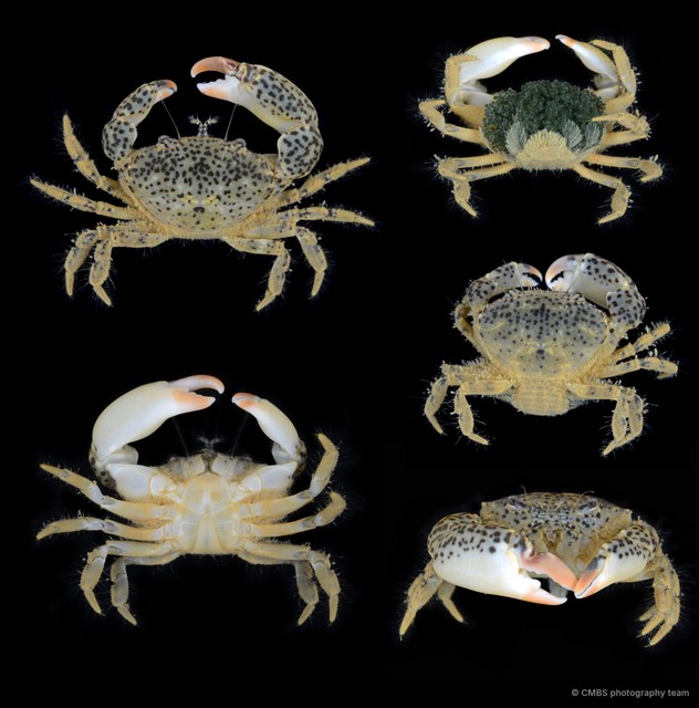 Heteropanope sp. "1" • © CMBS photography team • All Rights Reserved